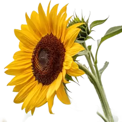 Imagen PNG para descargar